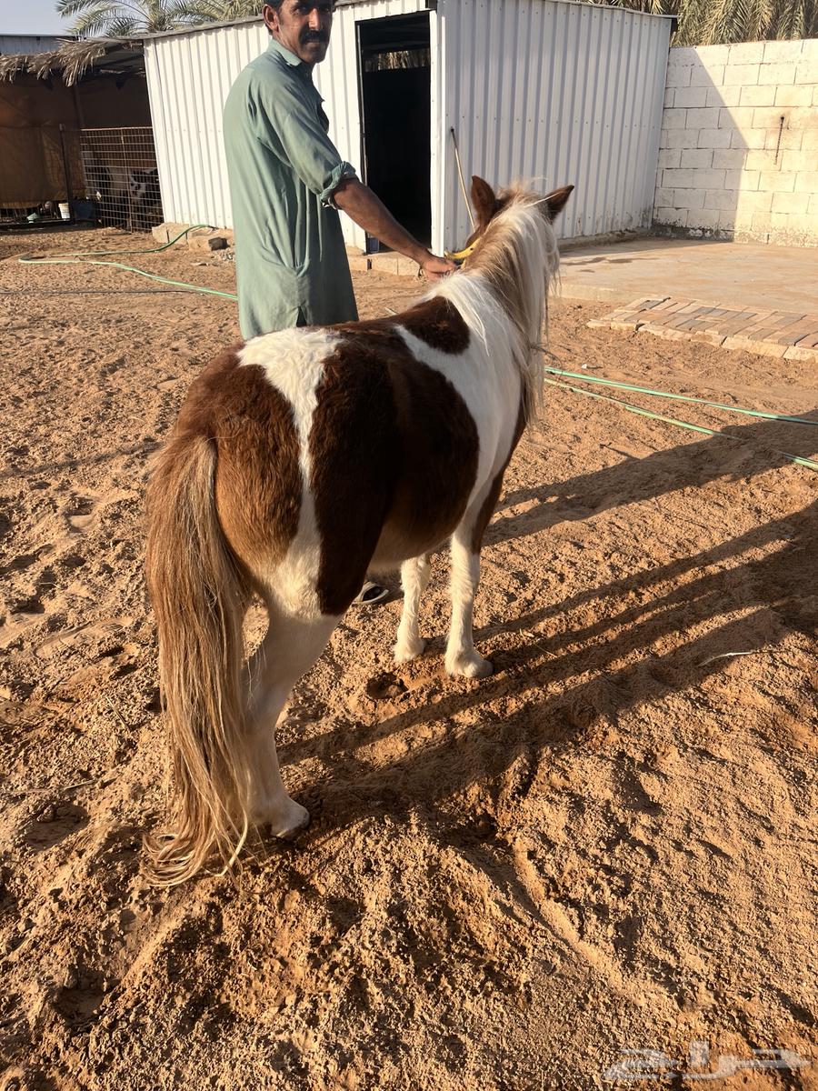 سيسي للبيع العمر تقريبا 3سنوات64621929235075110