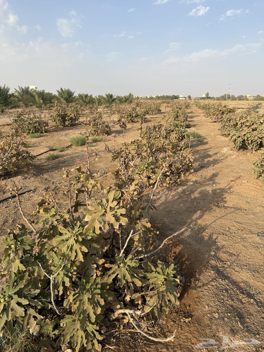 Fig Trees for Sale64619580100098111