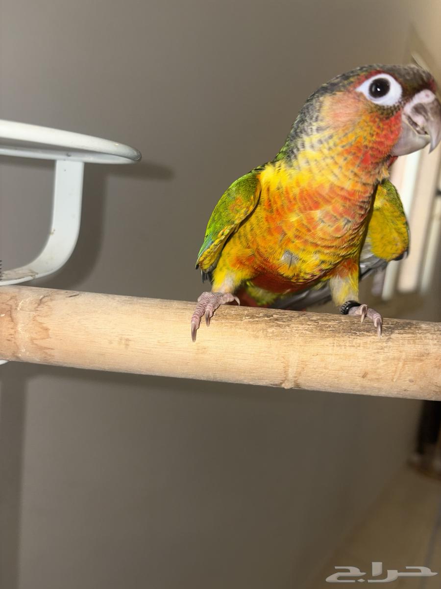 Senior Yellow-sided Red Factor (Male Analyst)64624524160258114