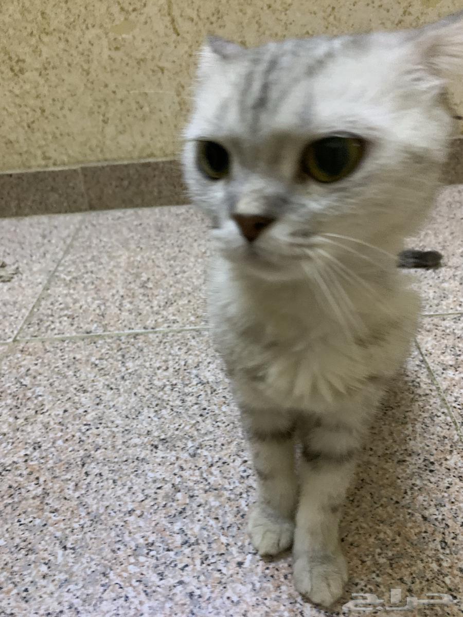 4 قطط للبيع تبغى السعر تواصل معي64624450050049113