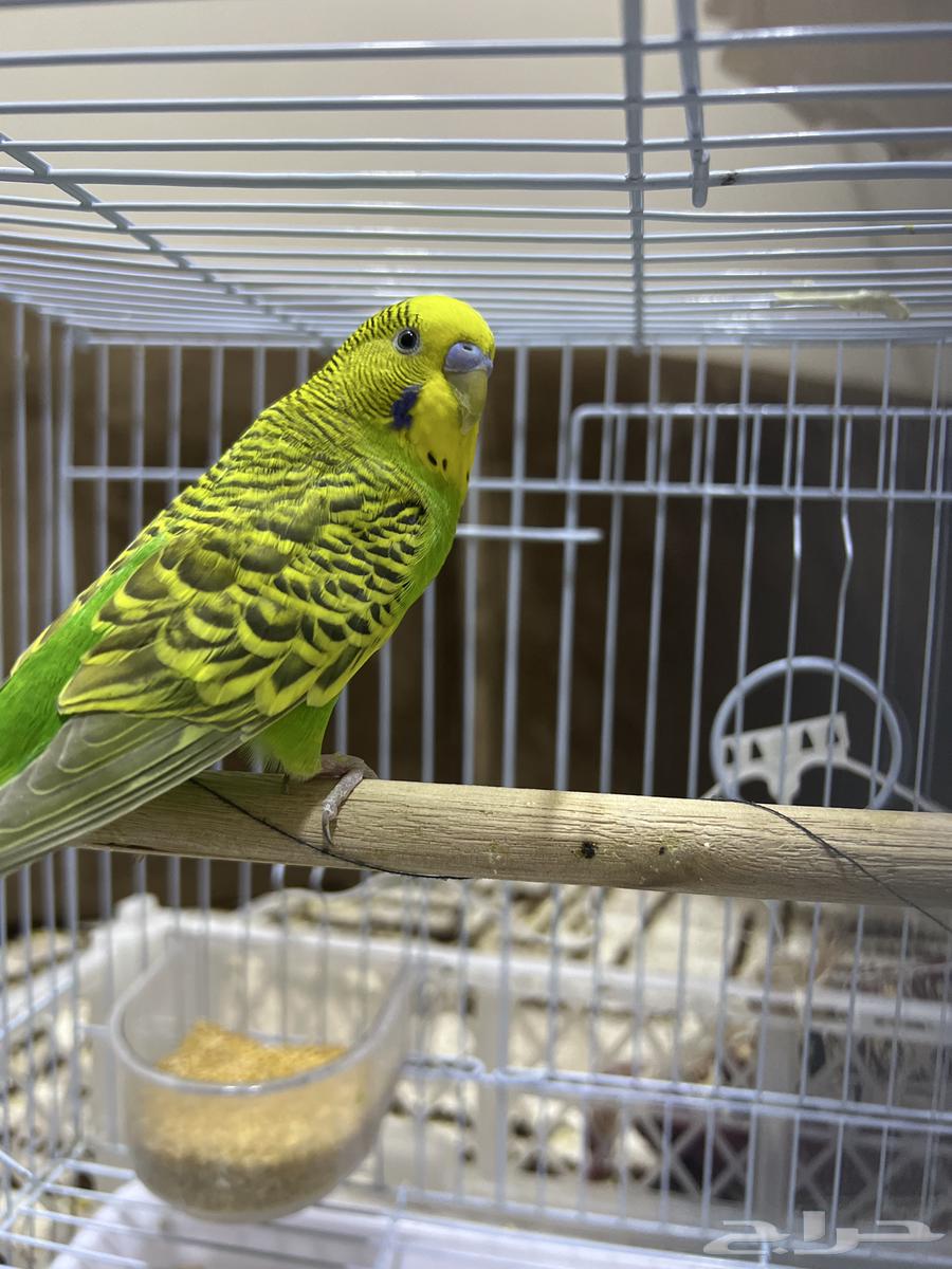 طيور الحب64622762581635111