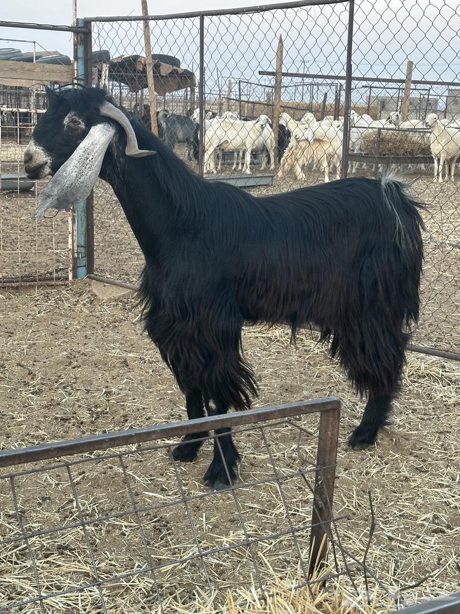 Tibs Rabaa' Conditional64618949721602110