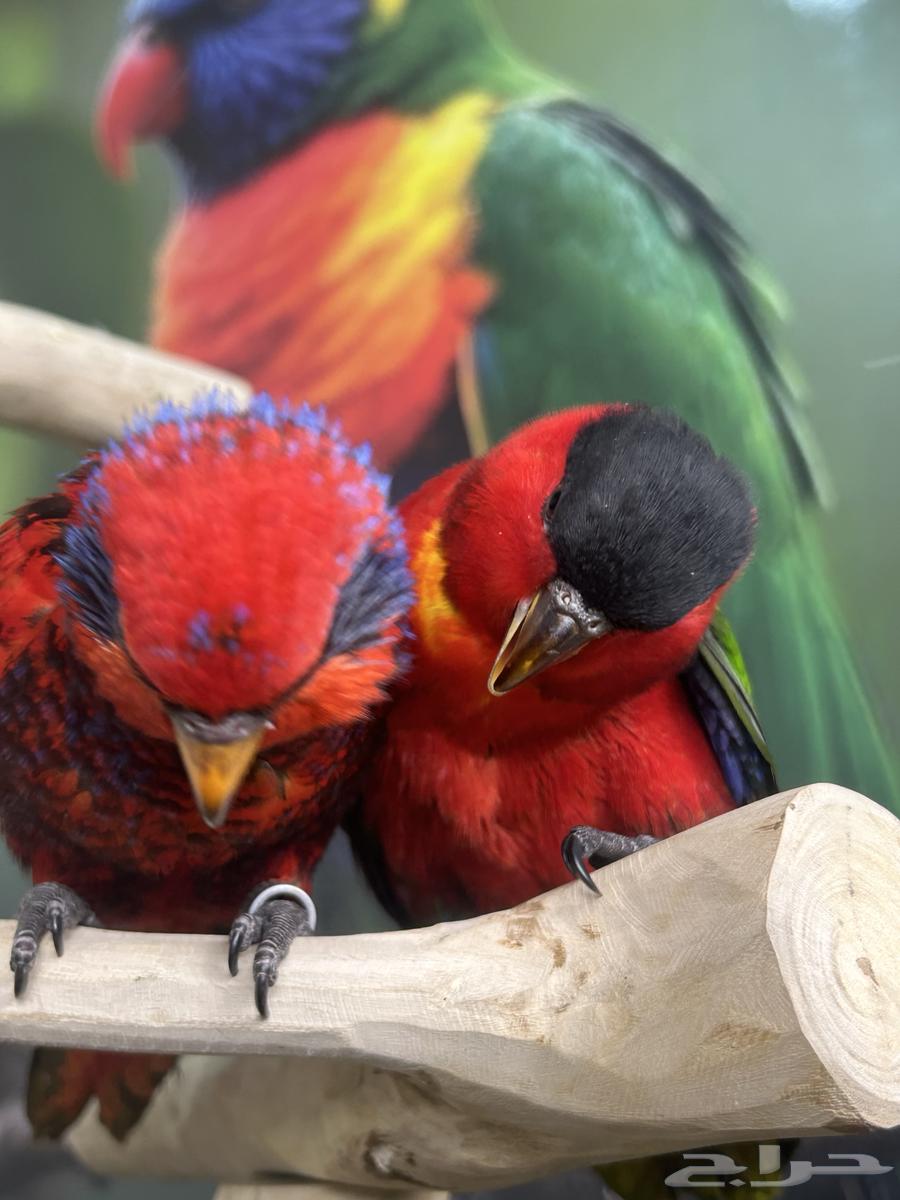 فرخين لوري يلوبايد و بلوستريك اليفين وهدد64622314907010110