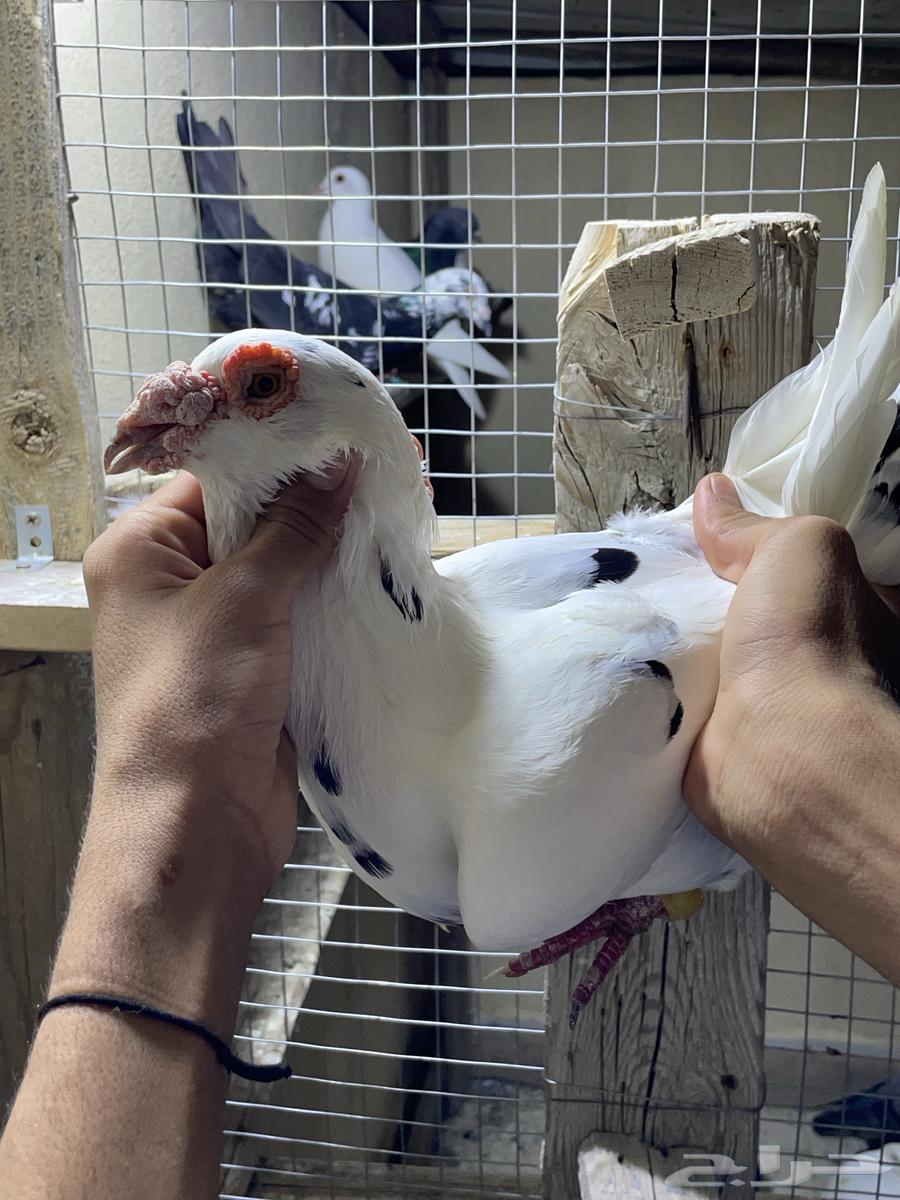 Baghdadi Walnuts64617363539330114