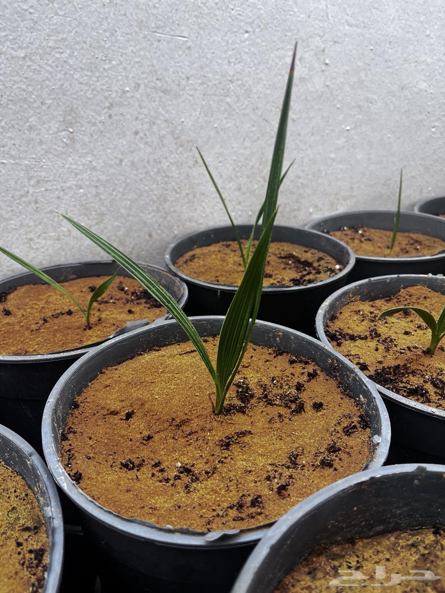 نخيل واشنطنونيا64618551978625114