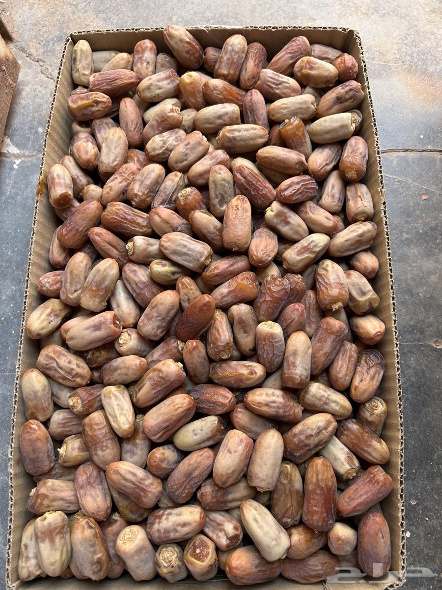 Mutlabban (Labanah) from Suleimani Dates64621492445697113