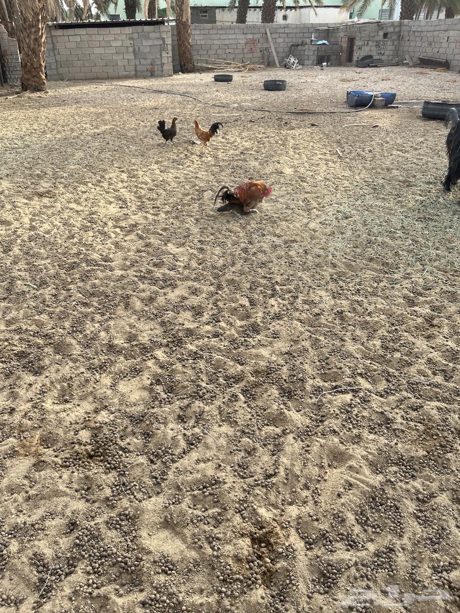 ديك ترثه قديم64620792658946112