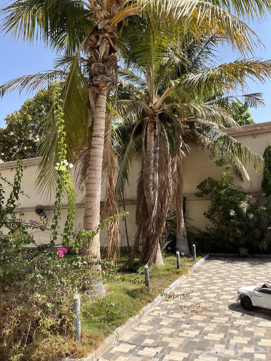 نخل واشنطن للبيع64616317480963112