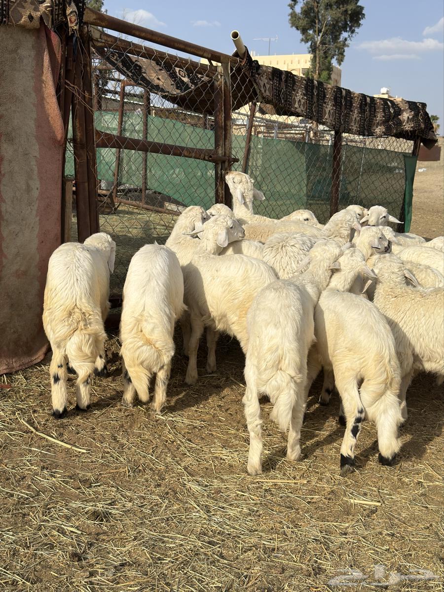 Harsh Sheep64619979952258113