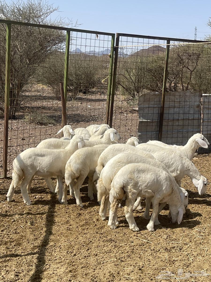 رخال ( تم البيع )64575000266755114