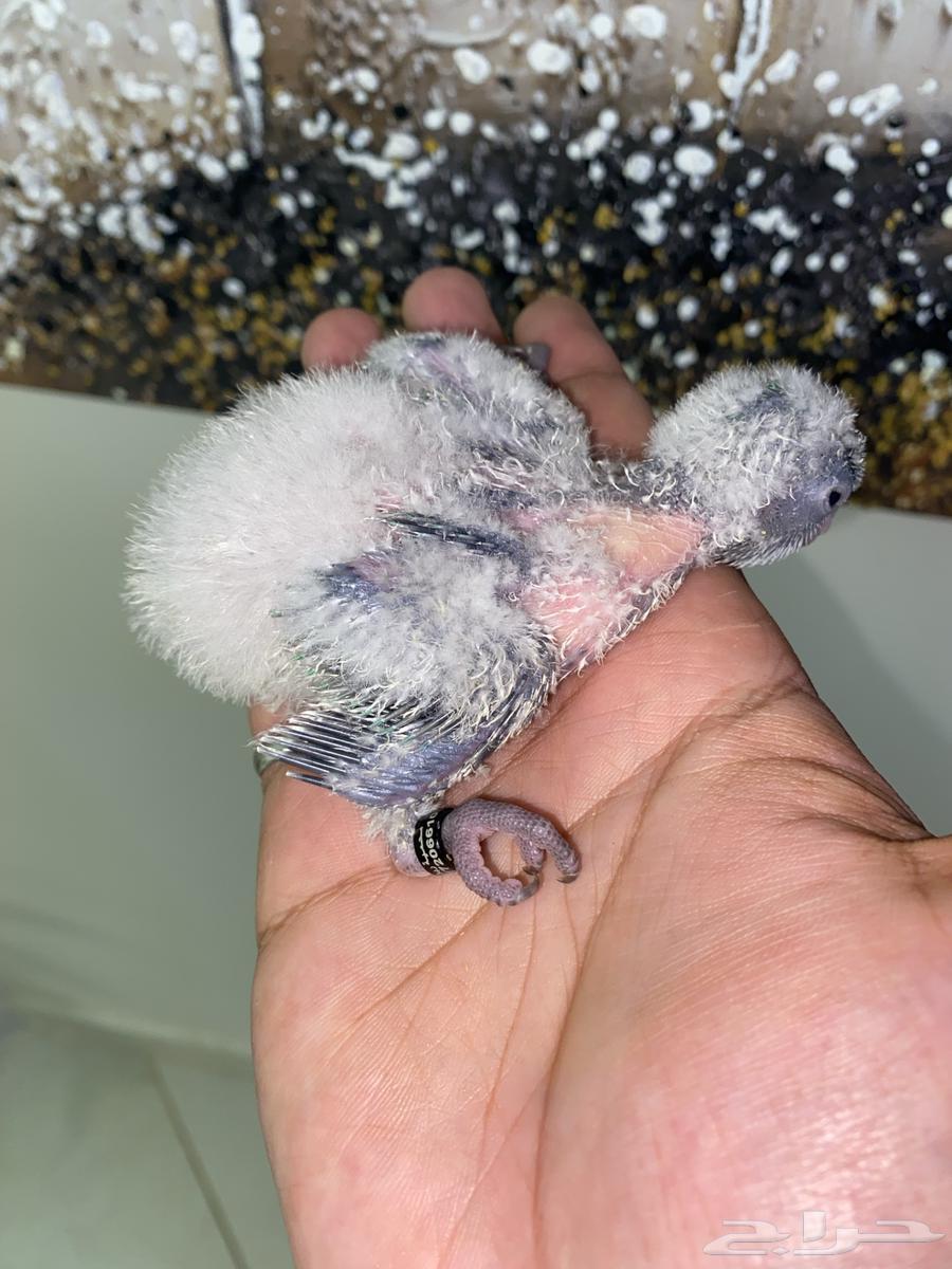 فروخ كويكر ( تم البيع )64622463061250113