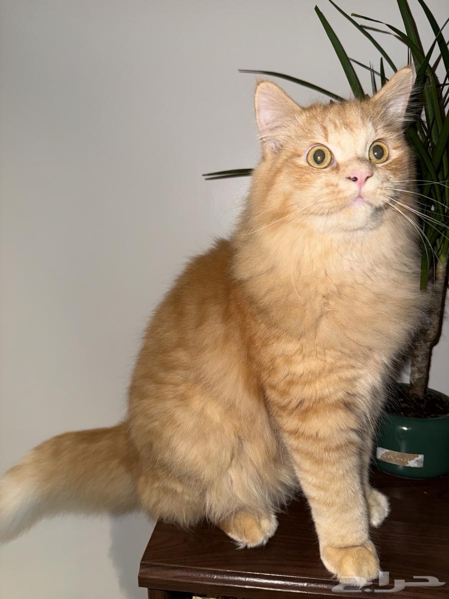 قطط للبيع بجدة سكوتش فولد وفارسي شيرازي64616357625473111