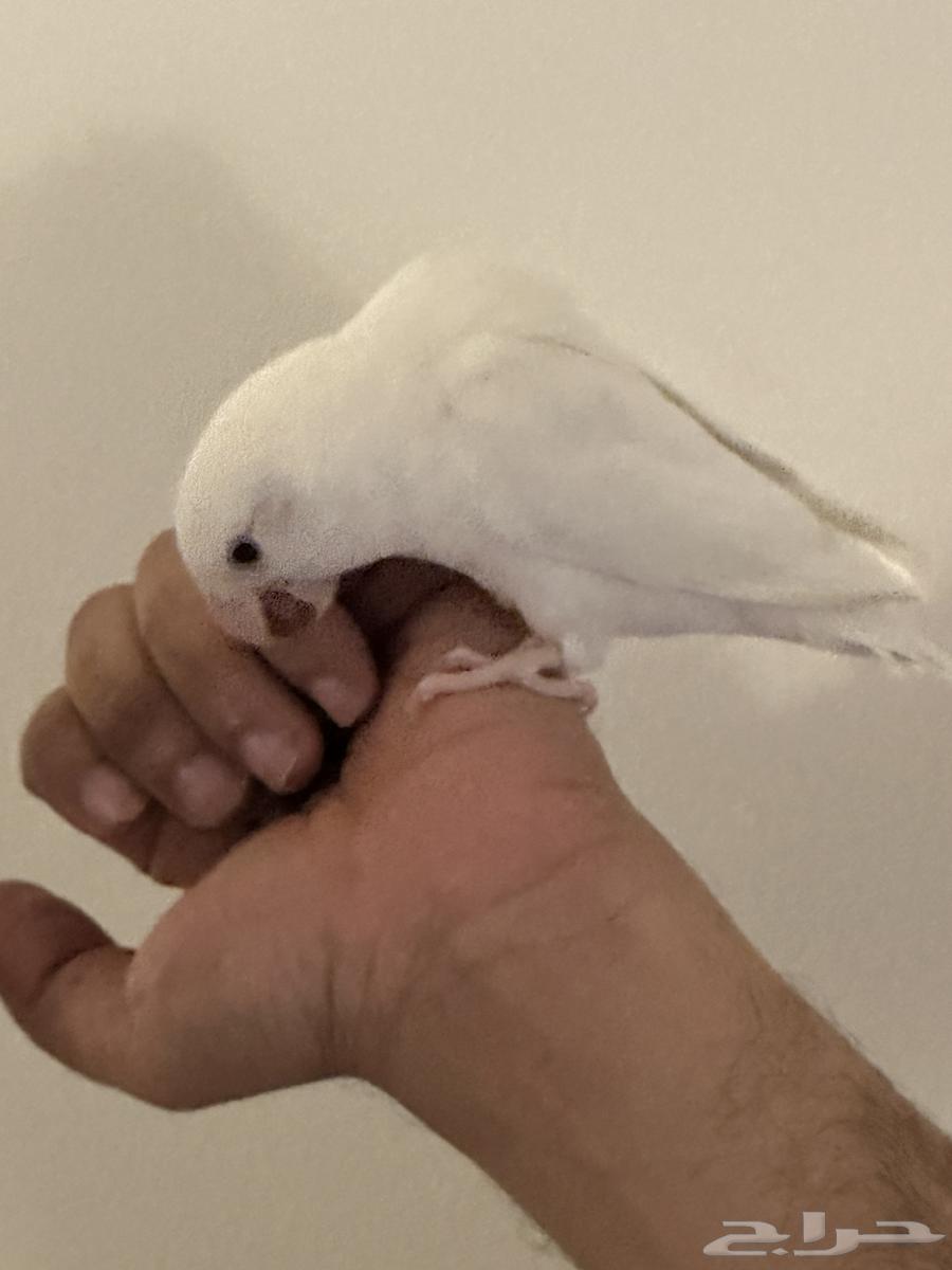 روز البينو ابيض للبيع64622774916865114