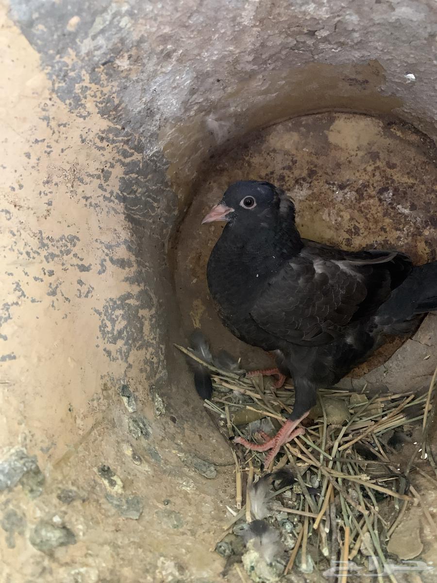 زعاليل للبيع64618890341761114