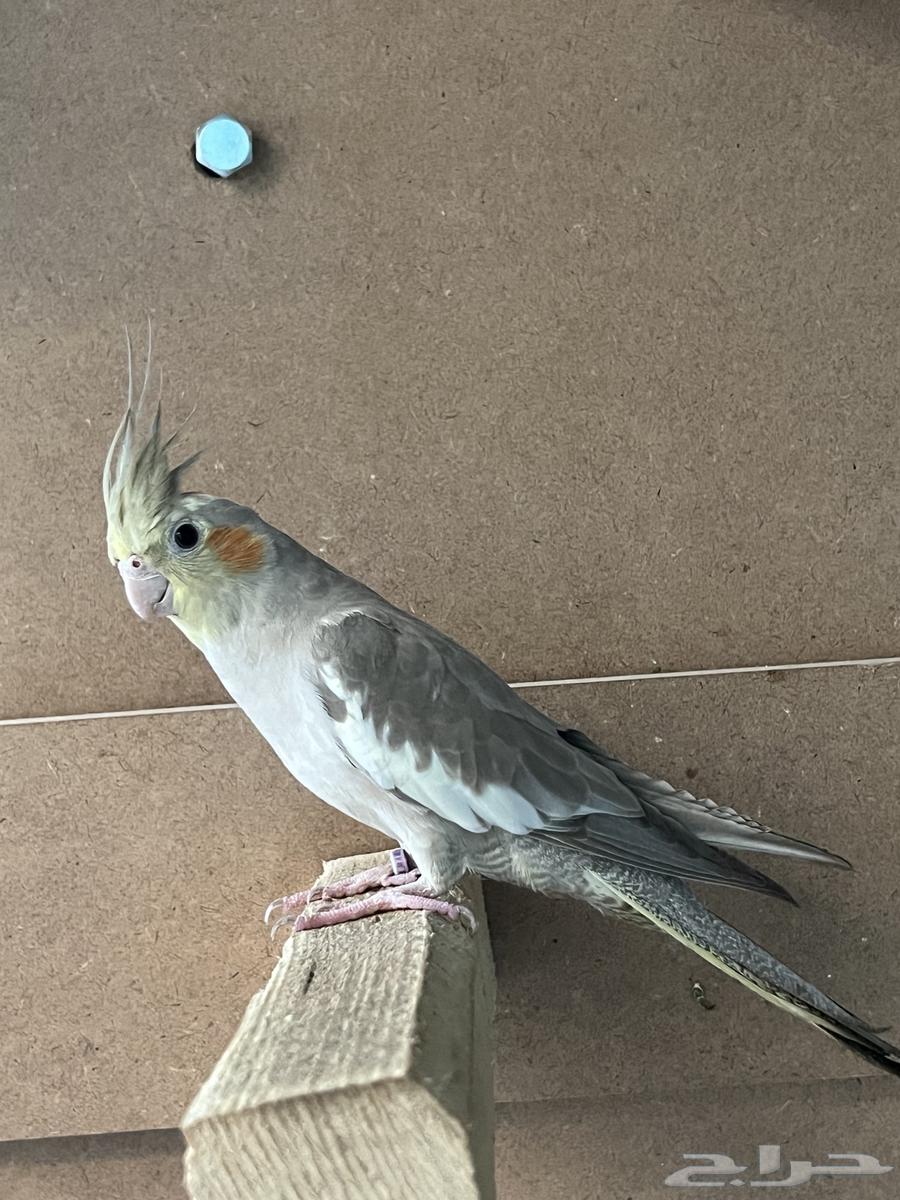 طائر كروان ذكر وشبه اليف64620392432897110