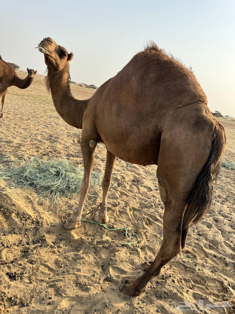 ناقه حايل64619067513729110