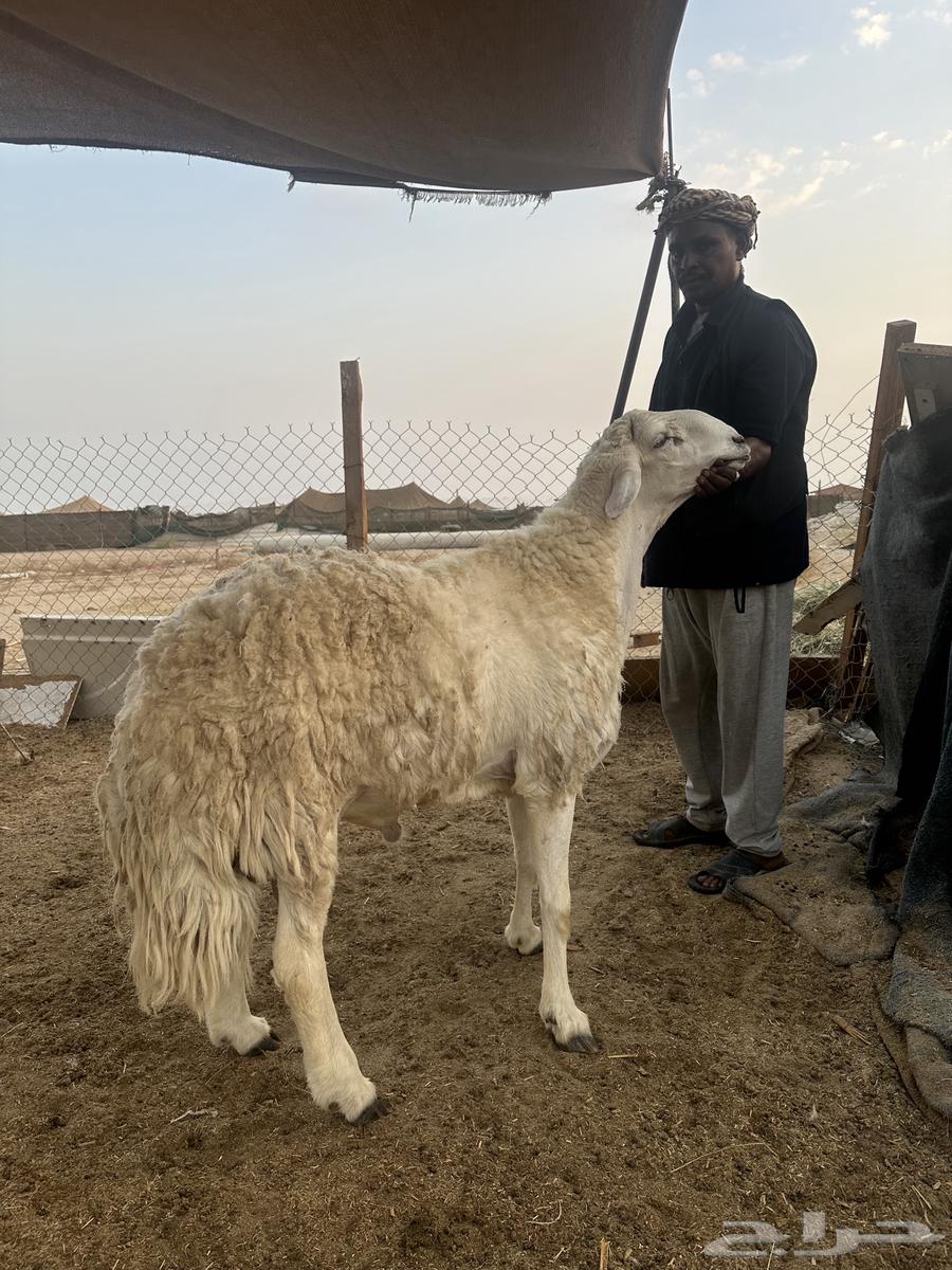 للبيع فحل حري صنف مشروط64622178635393112