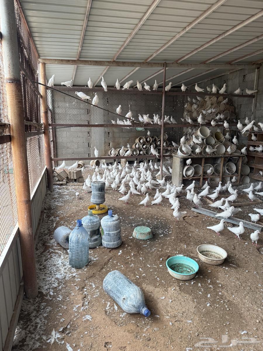 حمام لاحم فرنسي ابيض64623023741569111