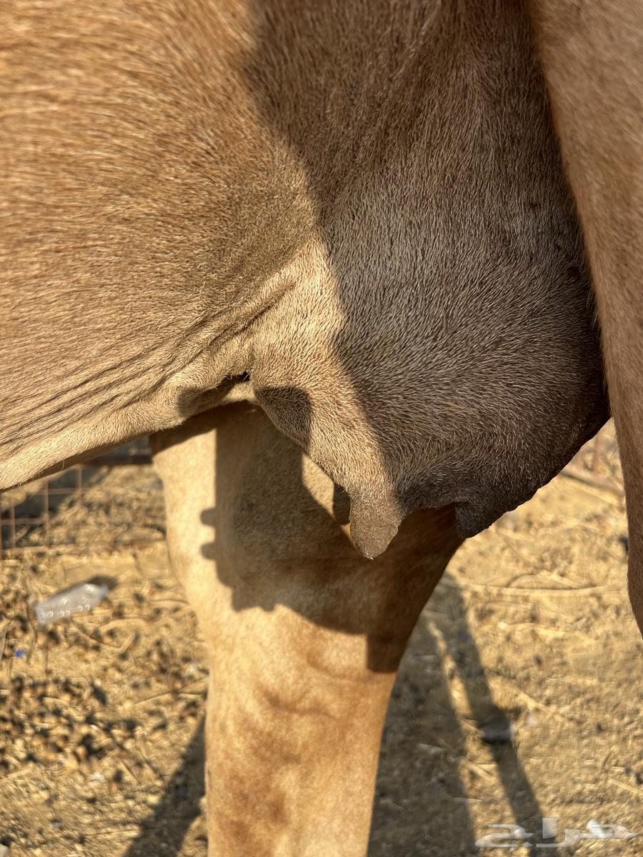 لقحه ساحليه ملاقي باقي لها 15 يوم ب 6600 تم البيع64618227293955114