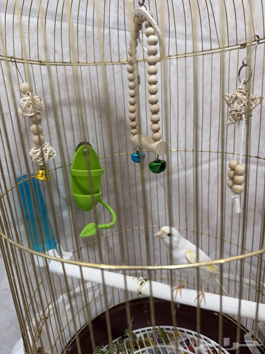 Canary Mentioned Tweet Condition64616864983809114