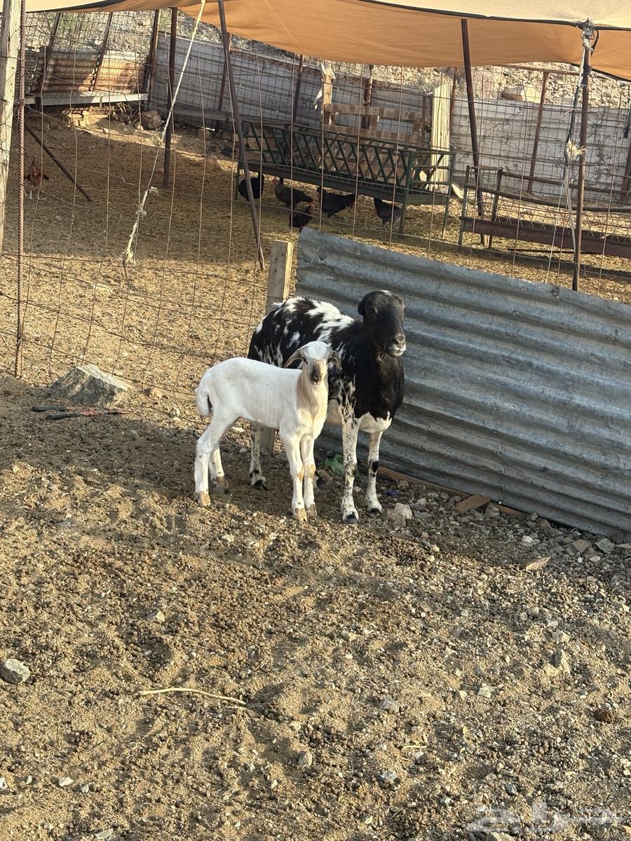 شاه رفيديه معها طلي تم البيع64622166213633114