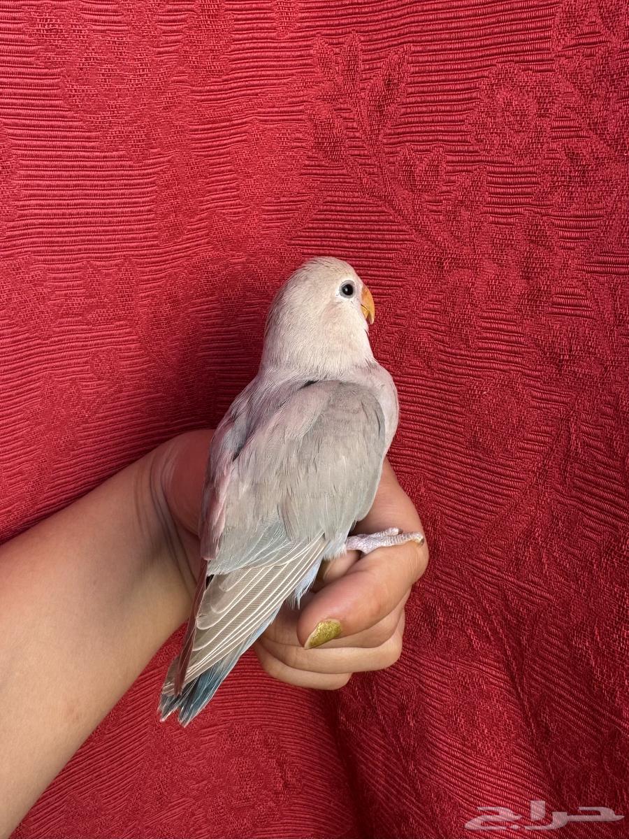 طير روز اليف هدد نشبهه مناسب للاطفال و الكبار64621117401345113