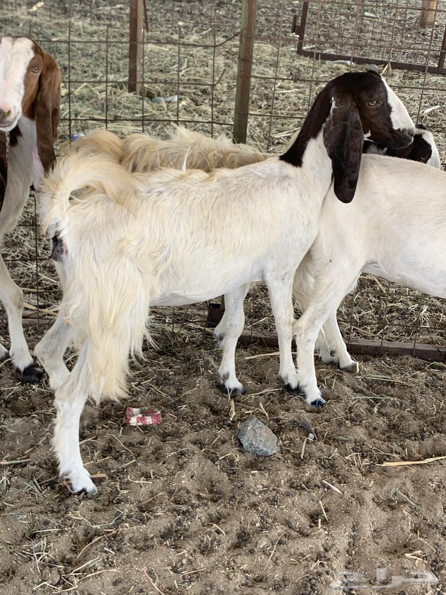 للبيع جفار مصريات دفيع( تم البيع64621279856259114