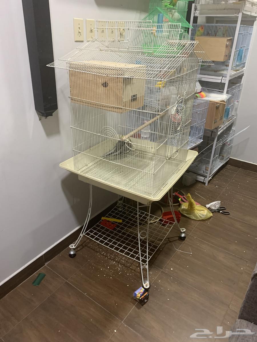 زوج كروان مع قفص كبير للببغاء64619754748929112