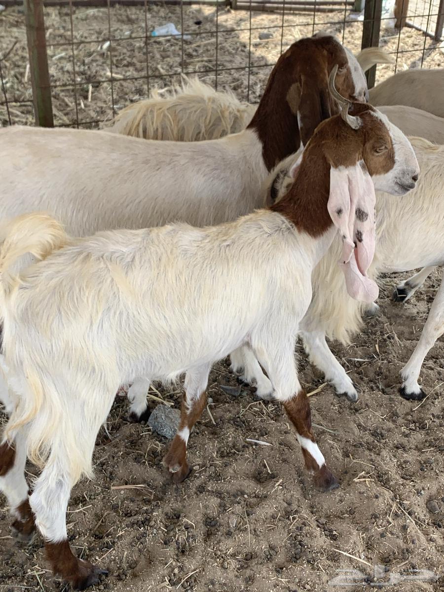 للبيع جفار مصريات دفيع( تم البيع64621279856259113