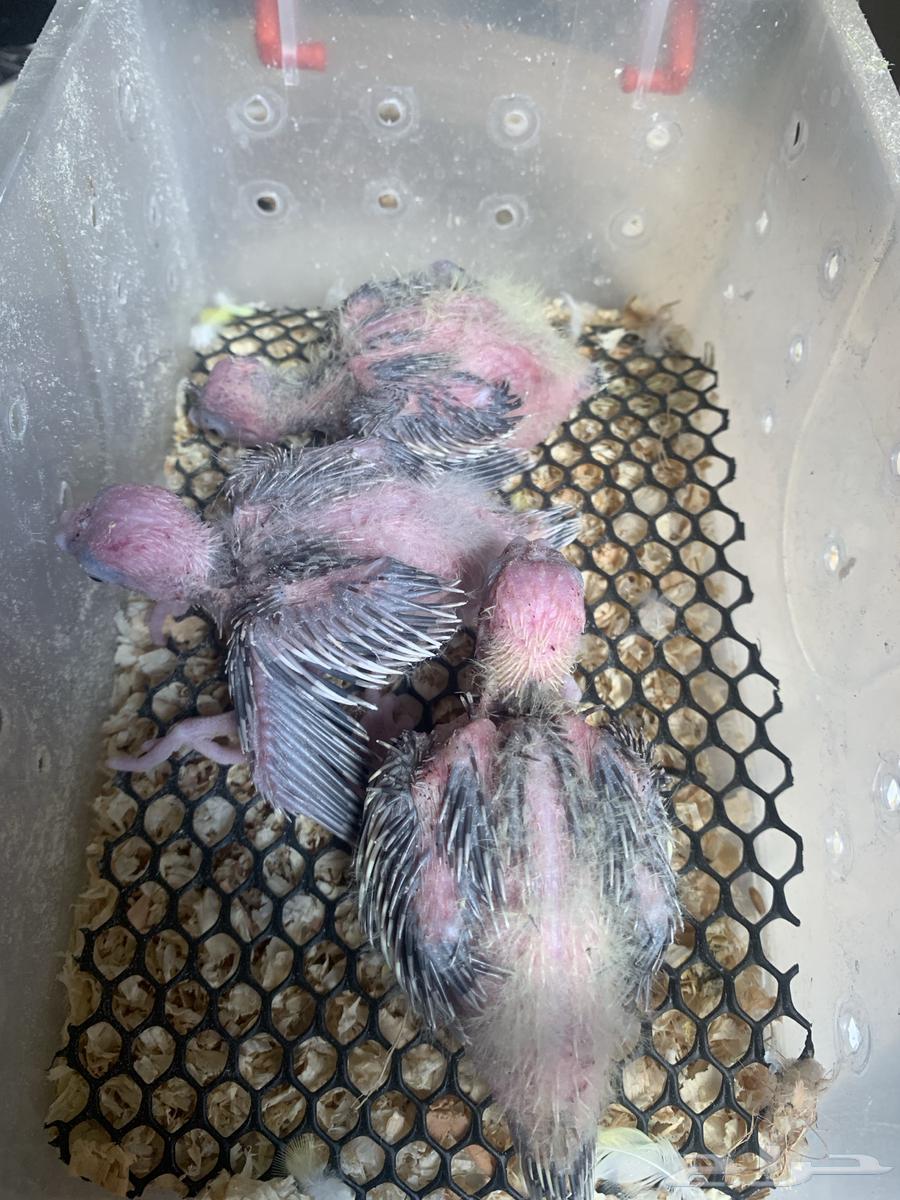 فروخ كروان(تم البيع)64624854910083110