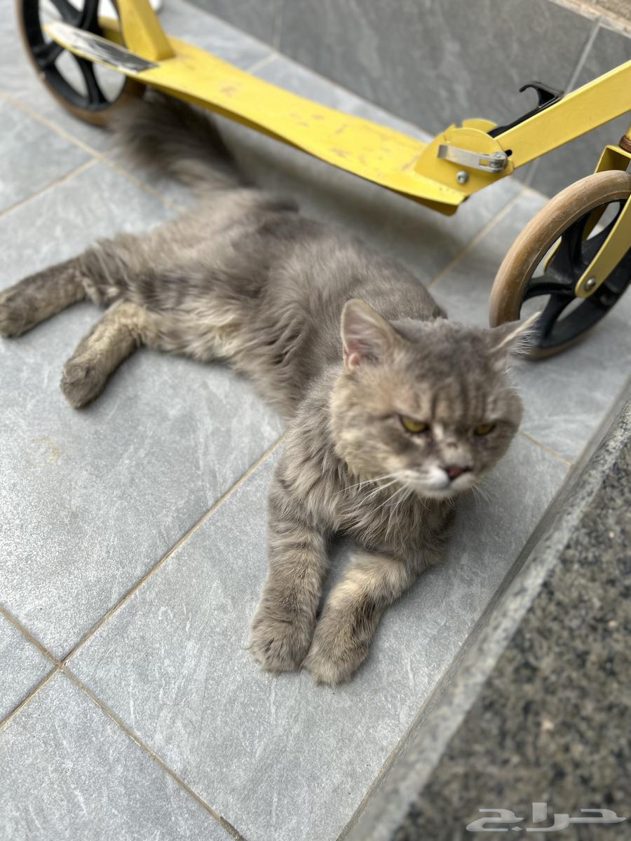 قط لتنبي64160441881089112