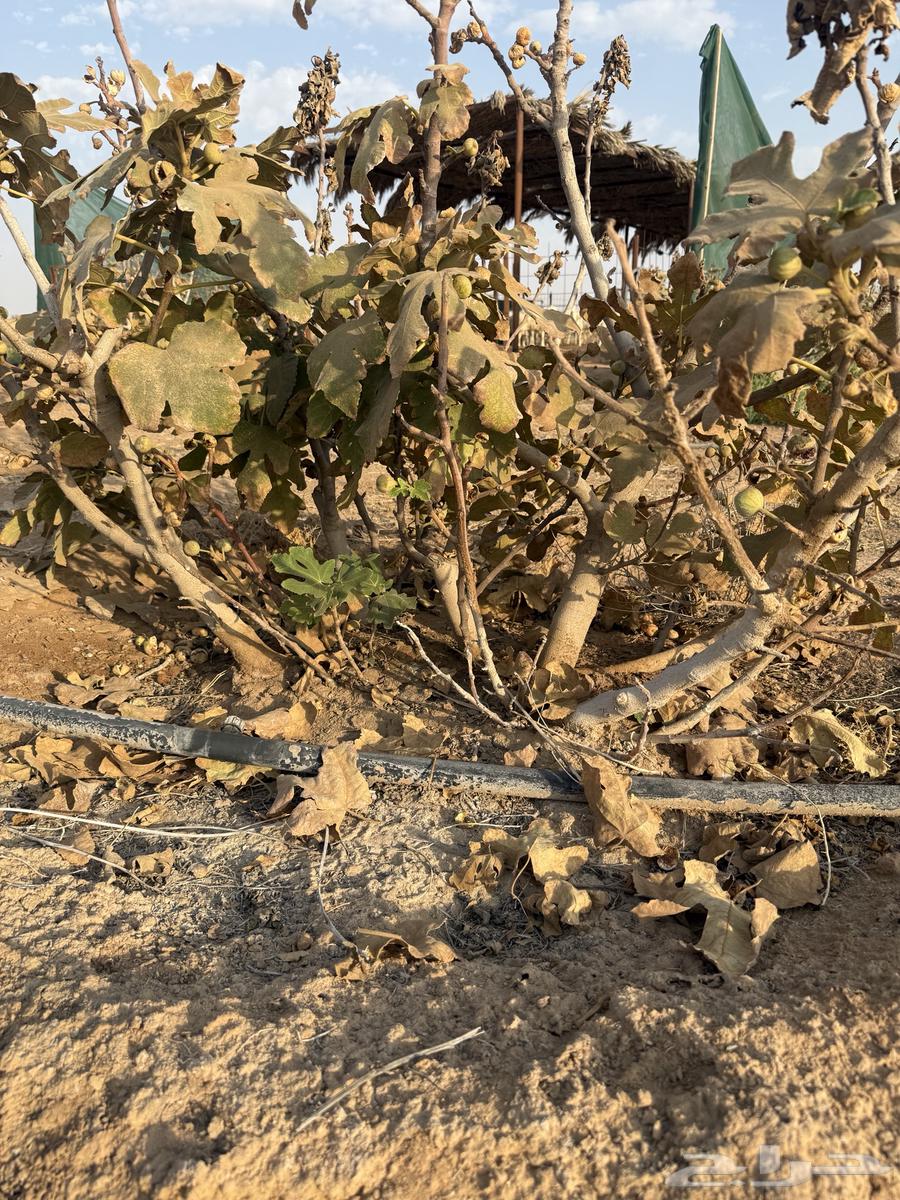 Fig Trees for Sale64619580100098112