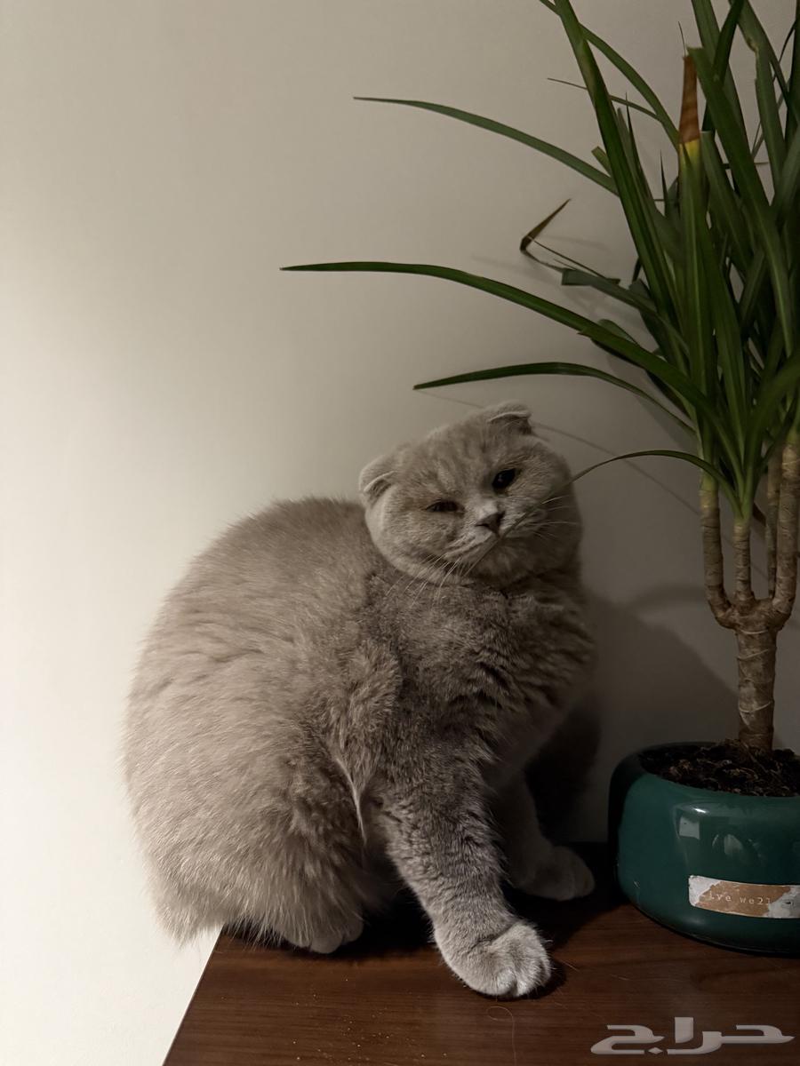 قطط للبيع بجدة سكوتش فولد وفارسي شيرازي64616357625473113