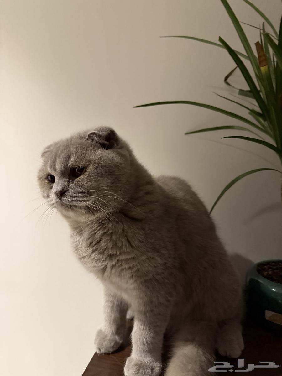 قطط للبيع بجدة سكوتش فولد وفارسي شيرازي64616357625473114