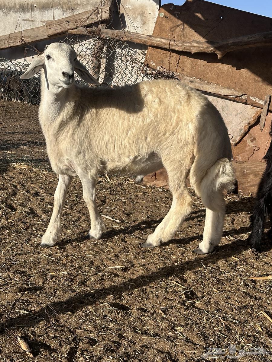 طليان حري فاخره ثلاجه ولضيوف64620855110274112