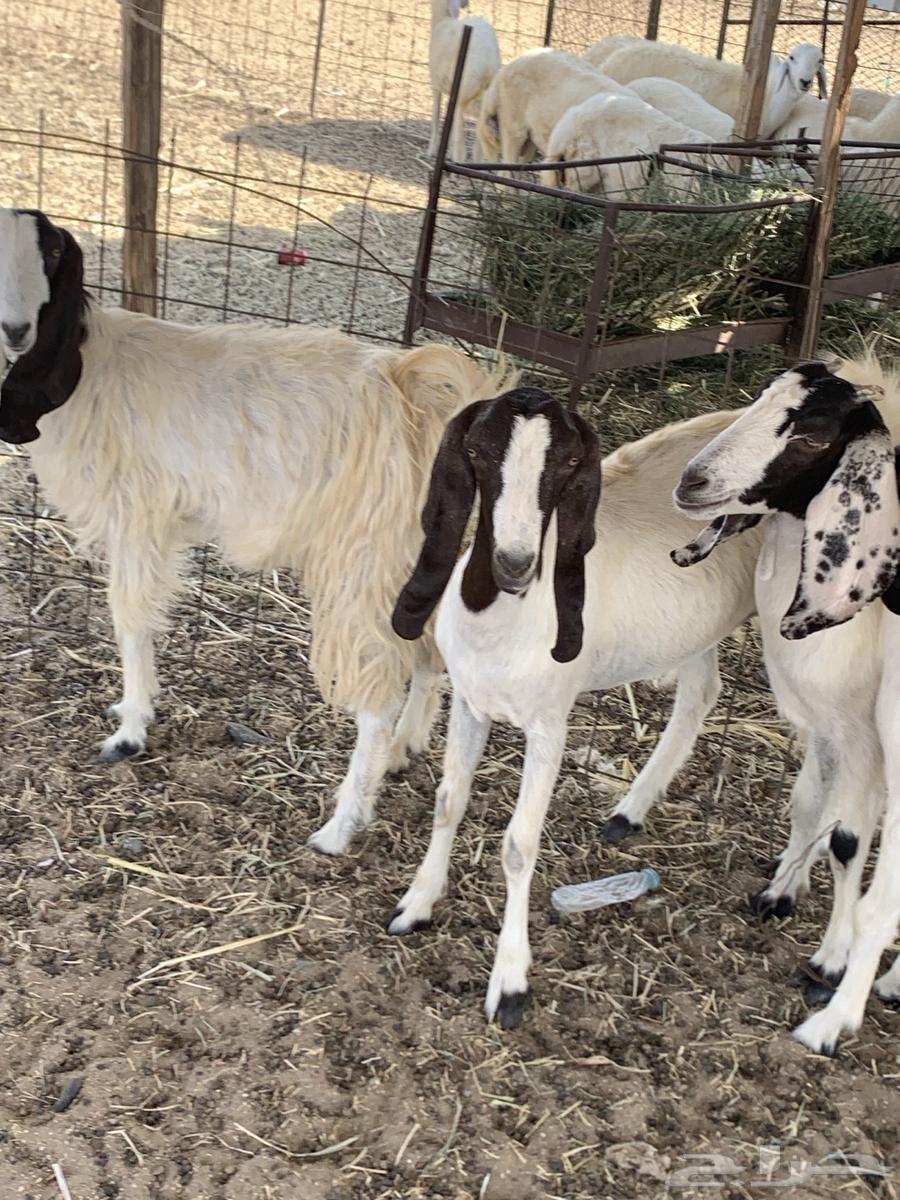 للبيع جفار مصريات دفيع( تم البيع64621279856259110