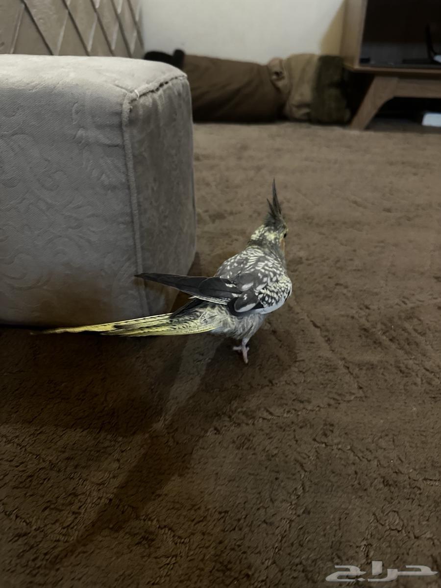 طير كروان للبيع64620568148739112