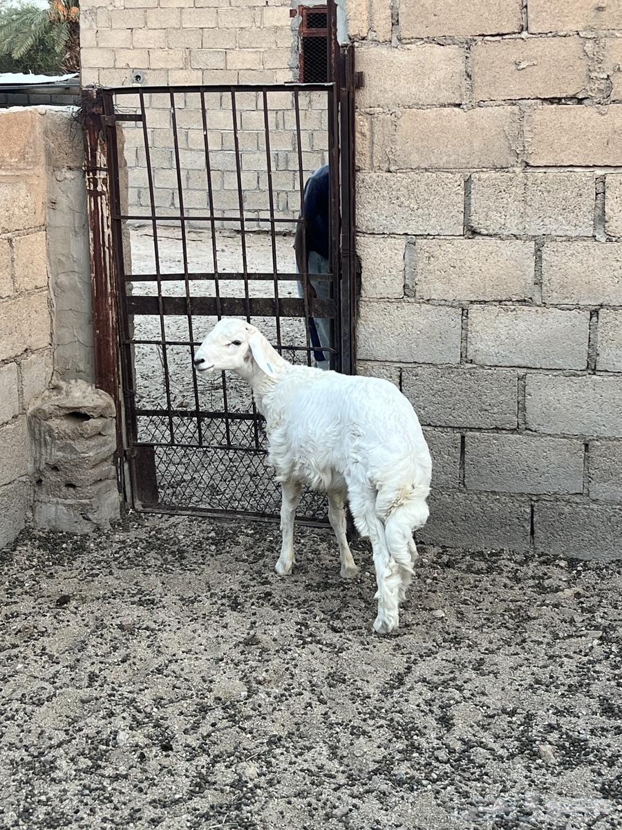 طلي عمره تقريبا 5 شهور ونص.64624524174979112