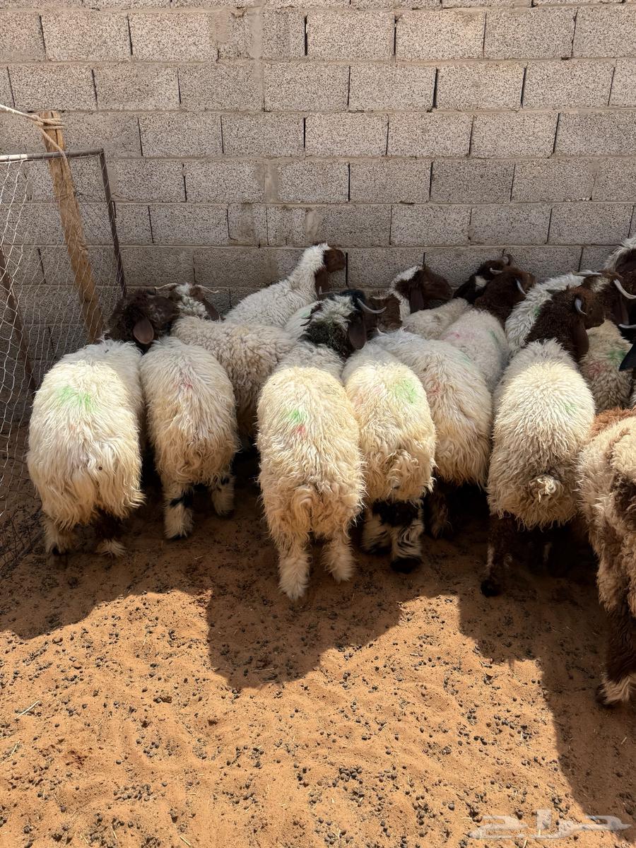 ذبايح نعيم بلدي تقييم 100 زبون64621617299970112