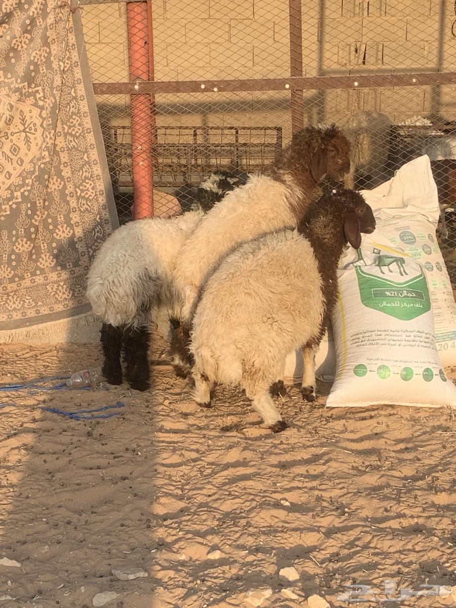 للبيع هرافي نعيم العدد 364622216040449111