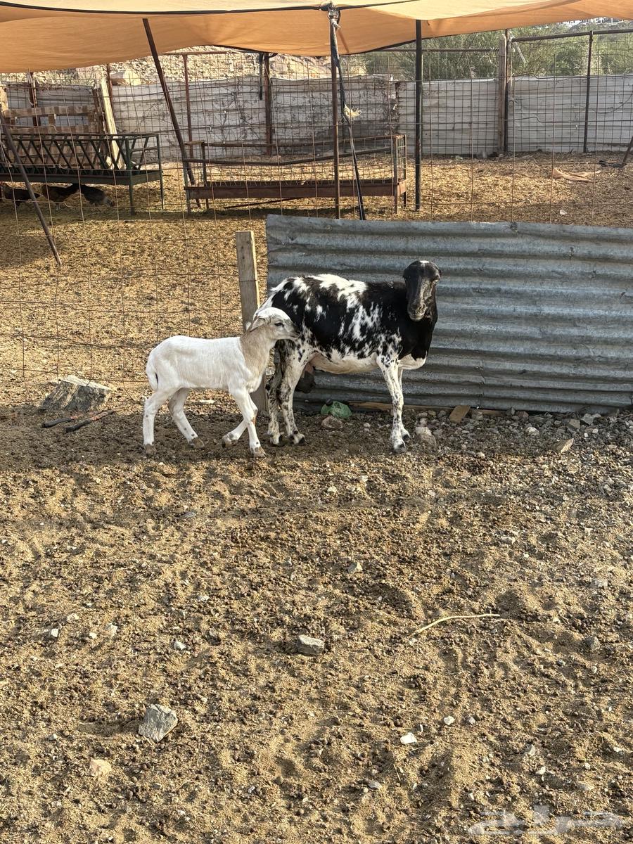 شاه رفيديه معها طلي تم البيع64622166213633112