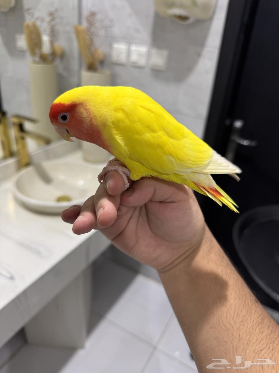 روز لاتينو عيون حمراء اليف حمامه للبيع64624585226499114