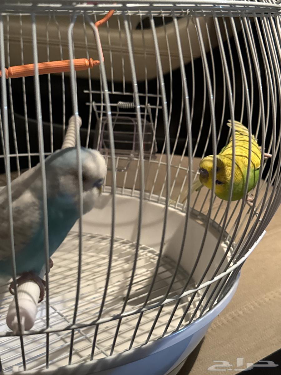 طيور البادجي كبل انثى وذكر شامل القفص والاكل64625197709186113