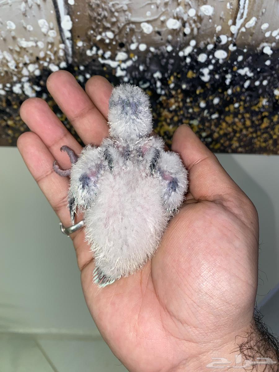 فروخ كويكر ( تم البيع )64622463061250112