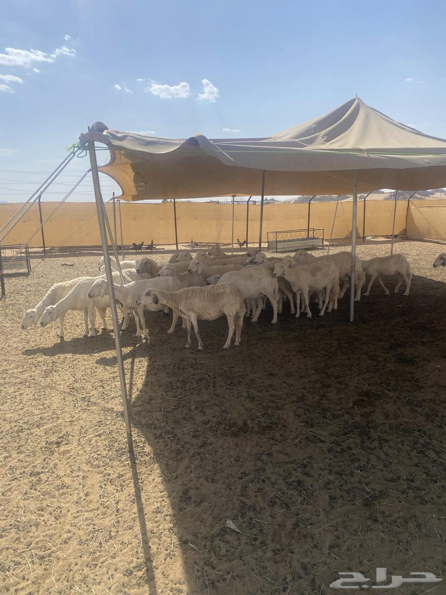 80 Harsh sheep from Mraih, including 6 lambs and 6 rams64619705134082113
