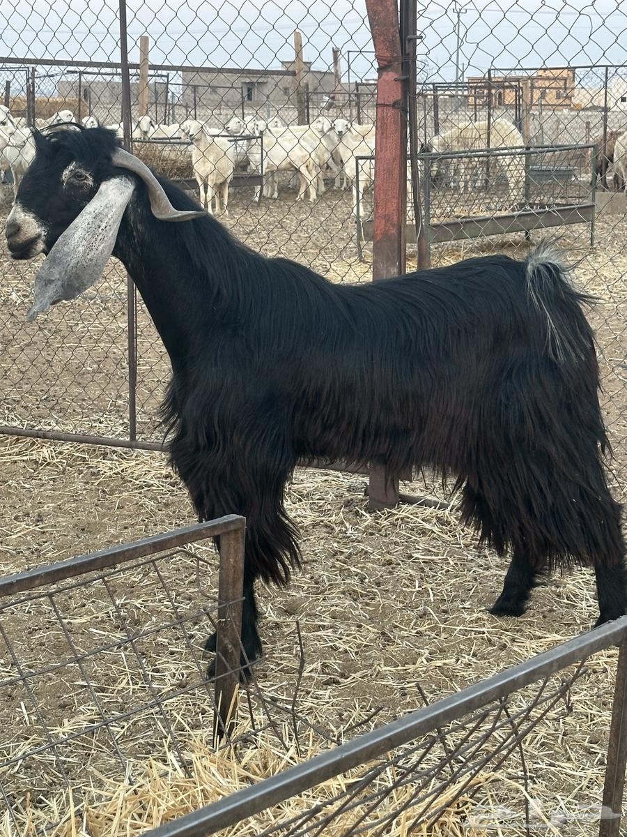 Tibs Rabaa' Conditional64618949721602111