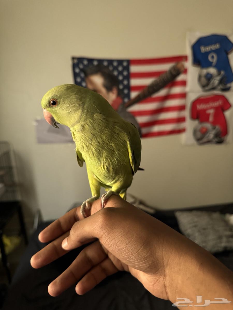 بغبان الدره فرخ ذكر عمره تقريبا خمسه اشهر64625453915010112