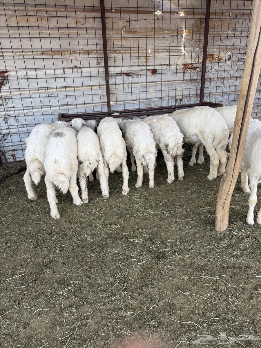 Crow64623545371907110