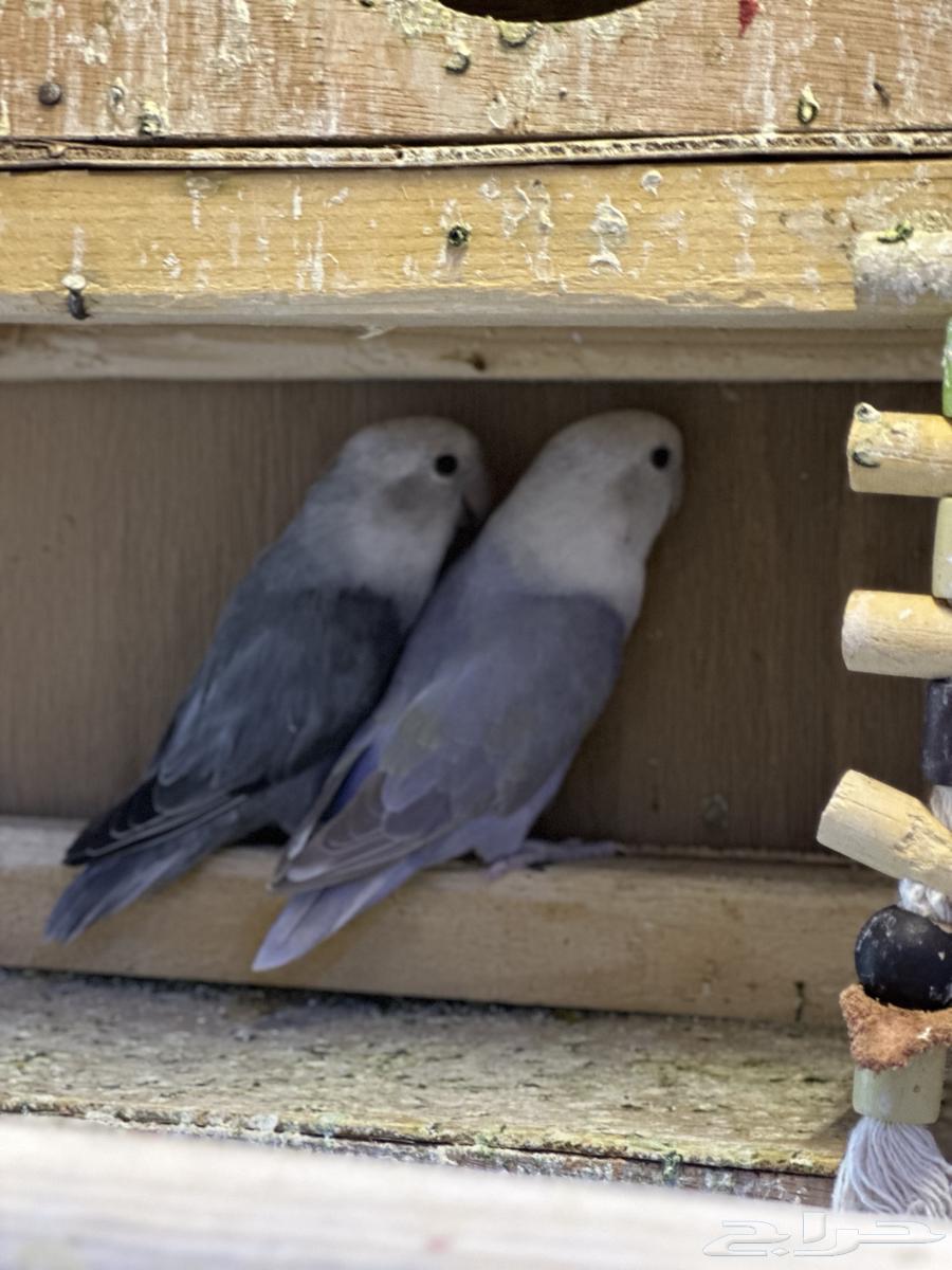 كروان 2 زوج روز 264620530553219112