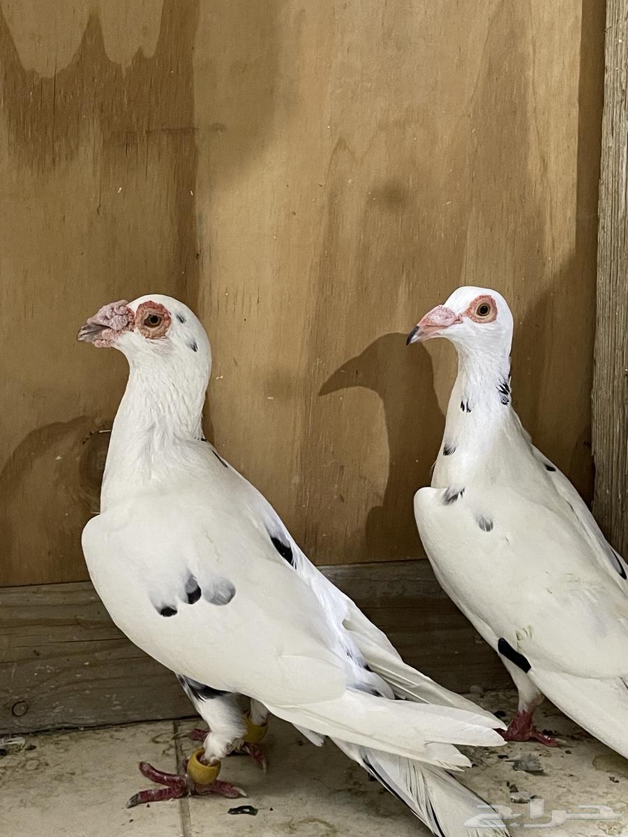 Baghdadi Walnuts64617363539330110